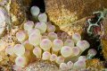 Bonaire 2010-07